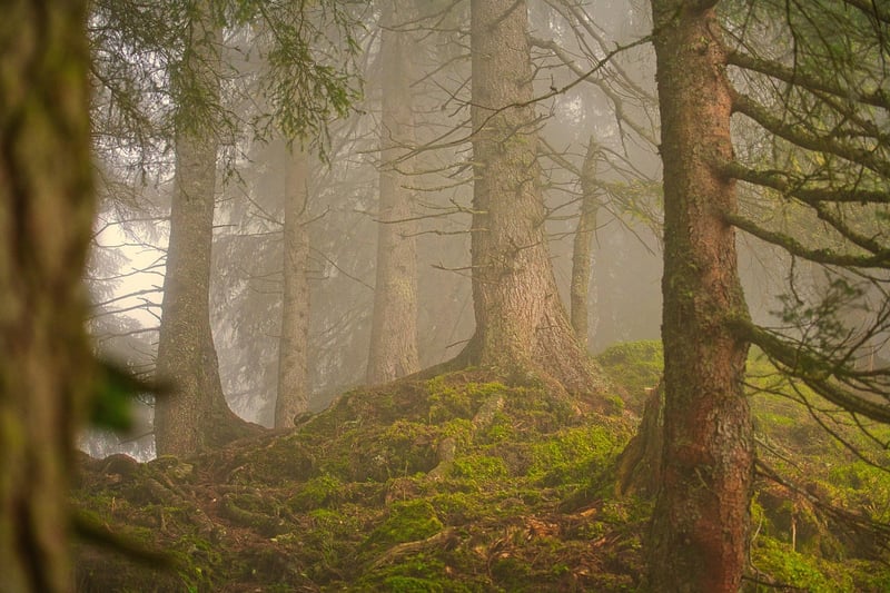 Redwood Forest, California